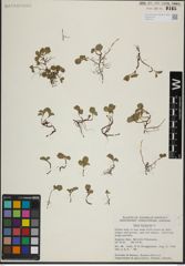 Foto von Salix herbacea L.